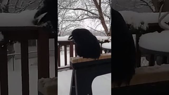 Курица-Ворона)))) смотреть онлайн