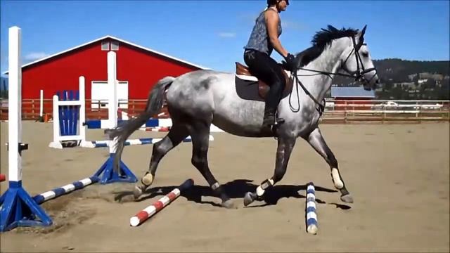 *Sold* "Roxy" - For Sale - 3rd Time Over Fences смотреть онлайн