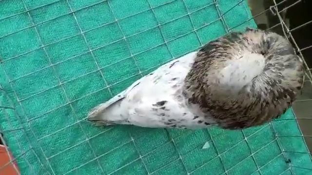 Gaditano , Membership Code : UPC - 37 , Ph : 9562326686 смотреть онлайн