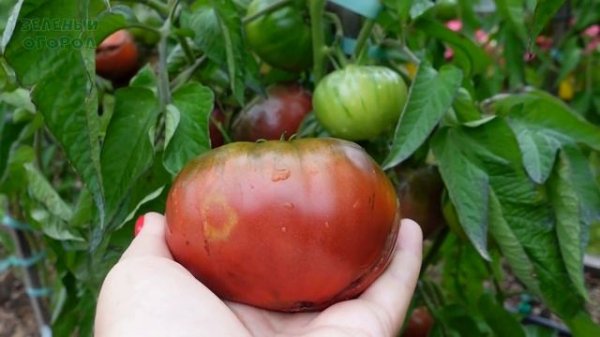 ГНОМ томатный ПУРПУРНАЯ СТРАСТЬ. Обзор сортов ТОМАТОВ!