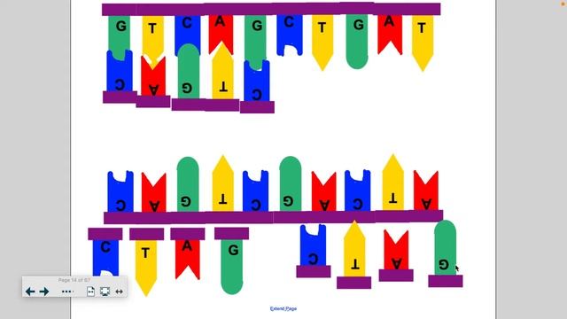 5 3 B DNA Replication смотреть онлайн