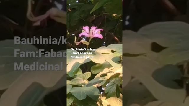 #Bauhinia #kachnar #orchidtree #Fabaceae смотреть онлайн