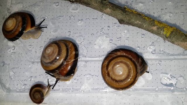 Караколусы