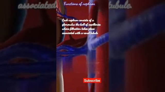 Physiology and anatomy|functions of nephron #shortsfeed смотреть онлайн