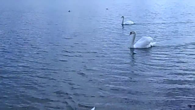Остров Кефалония.Лебеди в заливе Кутаво. смотреть онлайн