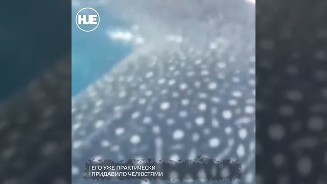 Норвежский дайвер едва не попал в пасть к акуле смотреть онлайн