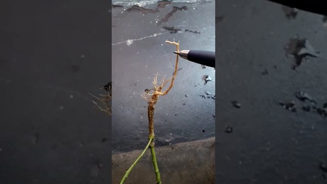 Tap root and Fibrous root смотреть онлайн
