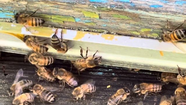 ЗВУКОВАЯ КОММУНИКАЦИЯ ПЧЁЛ МЕДОНОСНЫХ. смотреть онлайн