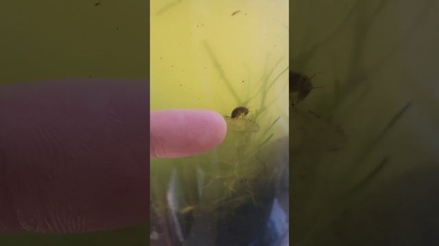 Large amphipod in ecosphere смотреть онлайн