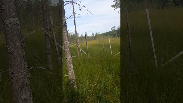 лесные вешела смотреть онлайн