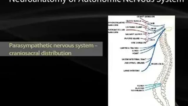 04 Autonomic Pharmacology I USMLE STEP 1 смотреть онлайн