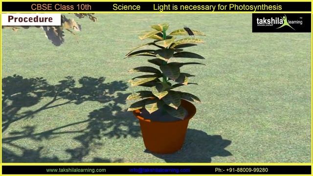 Light is necessary for photosynthesis Experiment for CBSE Class 10 Science Online /Offline Classes смотреть онлайн