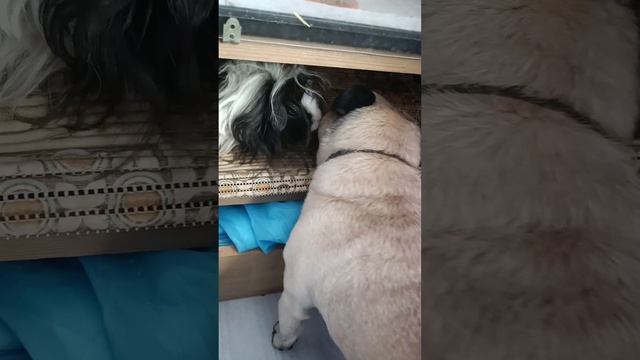 Пищевой куколд смотреть онлайн