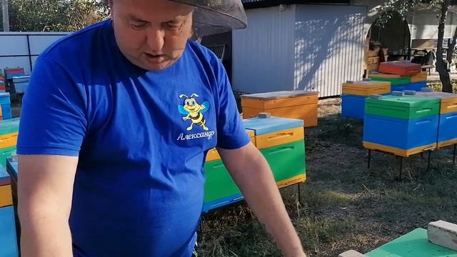 Пчеломатки на 2024 год смотреть онлайн