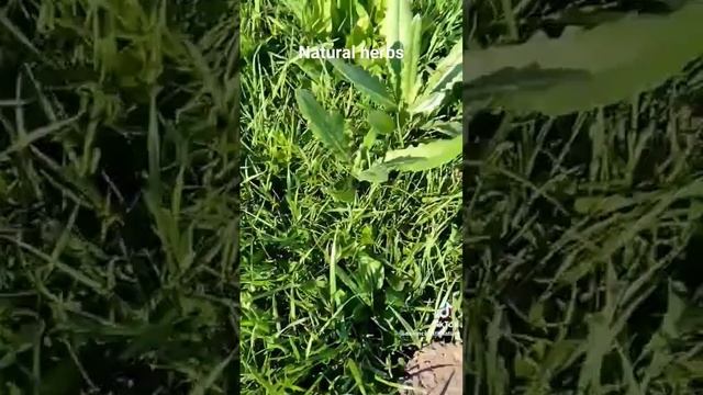 Natural herbs your government wants you to kill off, white mans lettuce смотреть онлайн