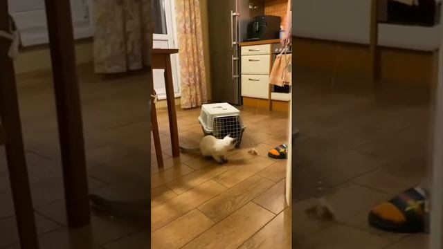 Тайский котик Xserks Gamlet в новом доме😍 смотреть онлайн