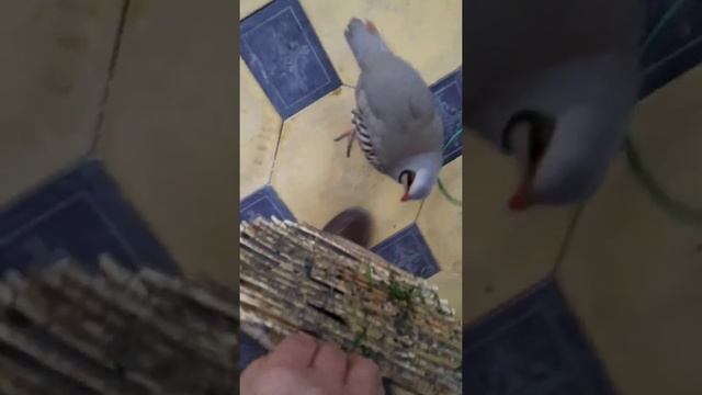 Кабки Масти Шикори || Böyle Bir Keklik Sesi Görülmedi || Куропатка ||Chukar || طائر الحجل смотреть онлайн