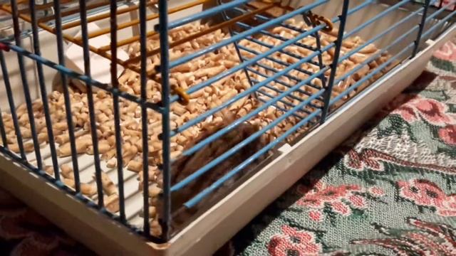 Хомячок джунгарик обживается в новом доме смотреть онлайн