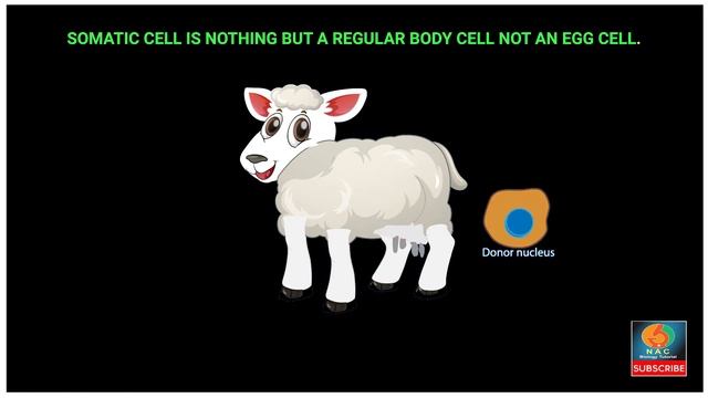How Cloning Works | Somatic Cell Nuclear Transfer | Cloning of Dolly смотреть онлайн
