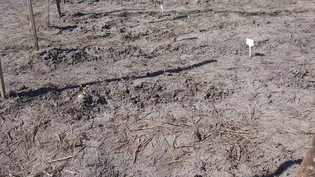 Пекинская капуста зацвела. Насекомые на капусте. Что растёт на пяти грядках. смотреть онлайн