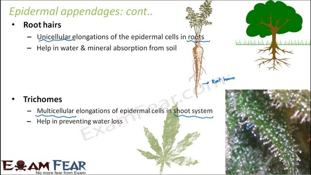 Biology Anatomy of Flowering Plants part 13 (Epidermal Appendges: root hairs) CBSE class 11