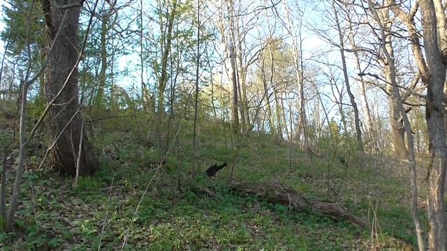 В весеннем лесу In the spring forest смотреть онлайн