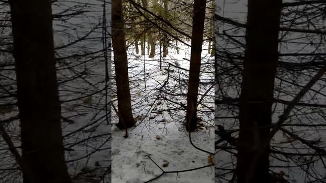 Две белки едят орехи и семечки смотреть онлайн