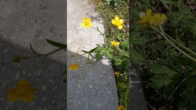 Buttercup Plant( Ranunculus Bulbosus), Family - Ranunculaceae