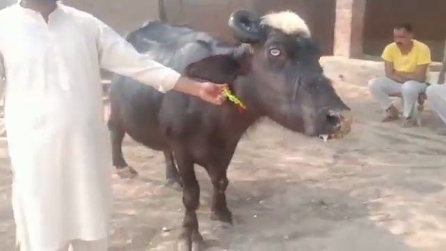 2 Soway | Beautiful Buffalo | Price 2,60000 Rupees | Ph No : 03059798407 | 82 Animal TV | Ali Anwar смотреть онлайн