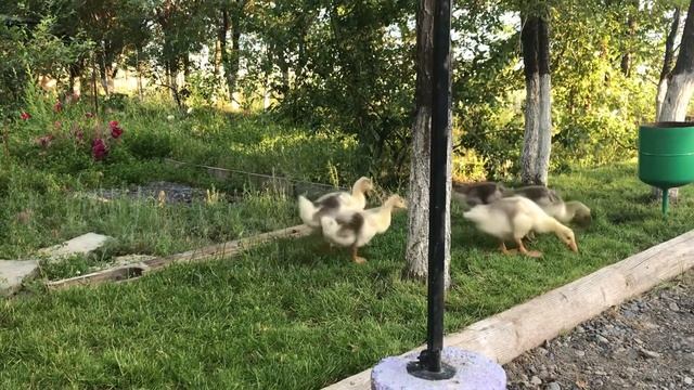 Гусята щиплют зеленую травку и разговаривают между собой смотреть онлайн