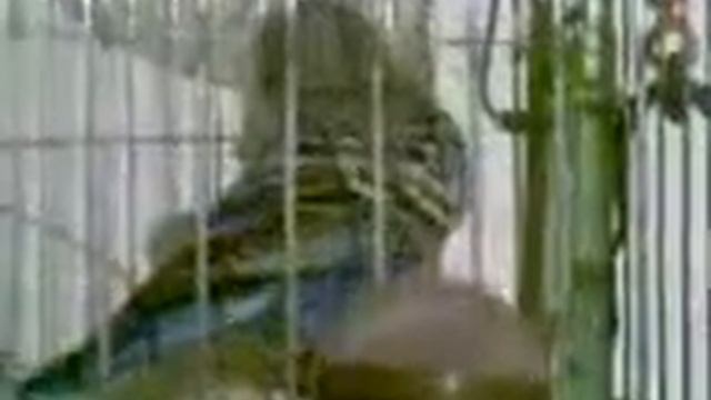 Попугай Ромка (Romka The Parrot).3gp