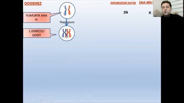 SPERMATOGENEZ OOGENEZ 10 SINIF ÇEBİ смотреть онлайн
