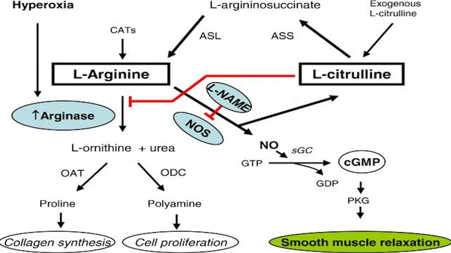 Let's Talk About L-Citrulline, King Of Pump Ingredients смотреть онлайн