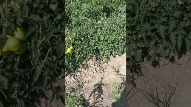 Чиста земля-чистий продукт. Без силітри, нітроамофоски і бору – є врожай. смотреть онлайн