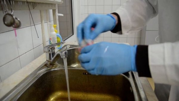 введение в культуру in vitro этап 2 подготовка исходного материала картофеля2