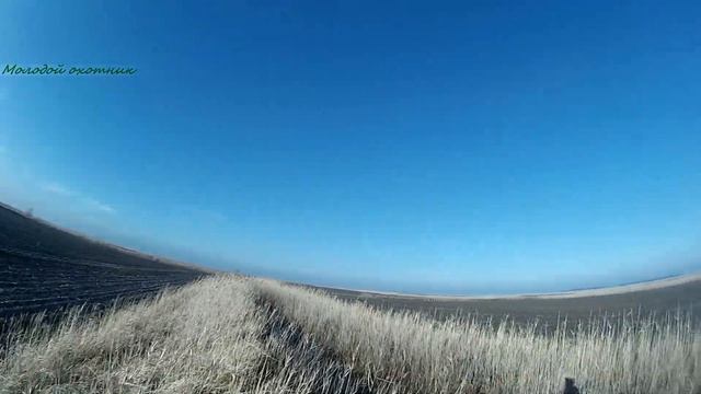 охота на зайца