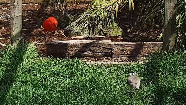 Hamerton Zoo Park Vlog - May 2021 смотреть онлайн