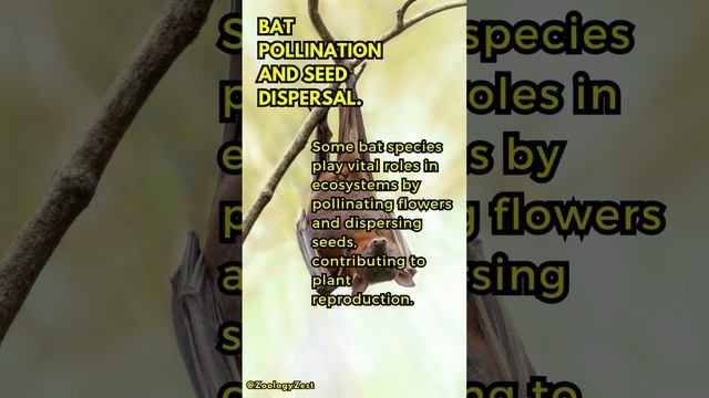 BATS #BatPollinators #EcoHeroes #Biodiversity #WildlifeConservation #Nature'sAllies 🦇🌼🌱 смотреть онлайн