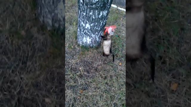 ХОРЕК  НЮША НА ПРОГУЛКЕ