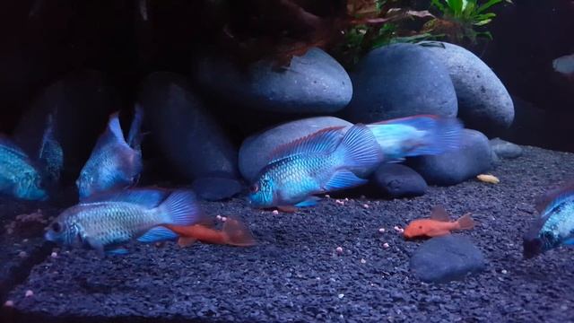 Andinoacara pulcher neon blue смотреть онлайн