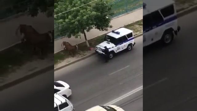 Бурёнка и Сотрудник | Дагестанцы смотреть онлайн