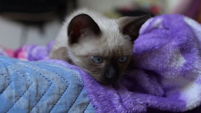 Relaxing Music with cats, 1812 Overture by Tchaikosvky, serine, relaxing and help to sleep смотреть онлайн