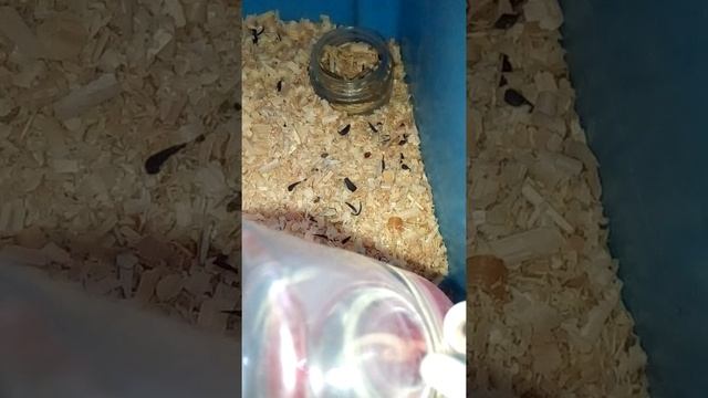 Кормлю хомок, Джульетта скоро умрёт😿😖😞😭😢