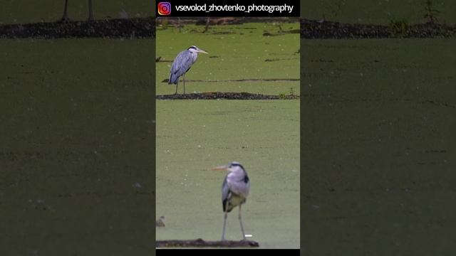❤️🇺🇦 💚🦆 Чапля сіра рибалить. #природа #птахи #birds смотреть онлайн