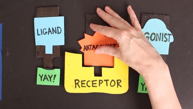 Receptors: Agonists & Antagonists смотреть онлайн