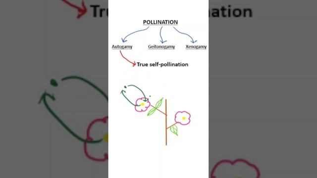 #Pollination #Plantreproduction #SexualReproduction #NEET2025 #Ncert #biologyclass12 смотреть онлайн