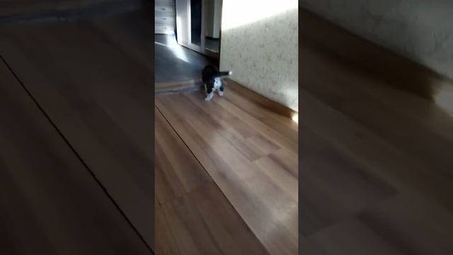 Щенкам хасятам 23 дня, в конце видео злюка  лает.