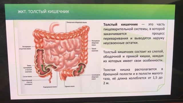 КЧ Поджелудочная железа смотреть онлайн