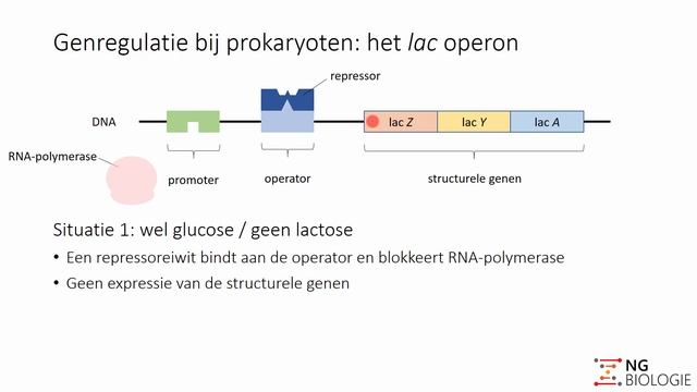 Moleculaire Genetica - Genregulatie Bij Prokaryoten - VWO