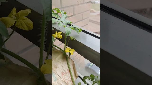 Арбуз на балконе. Опыление.